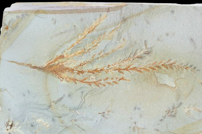 Fossil Cypress Leaf (Taxodium) - Montana #101885